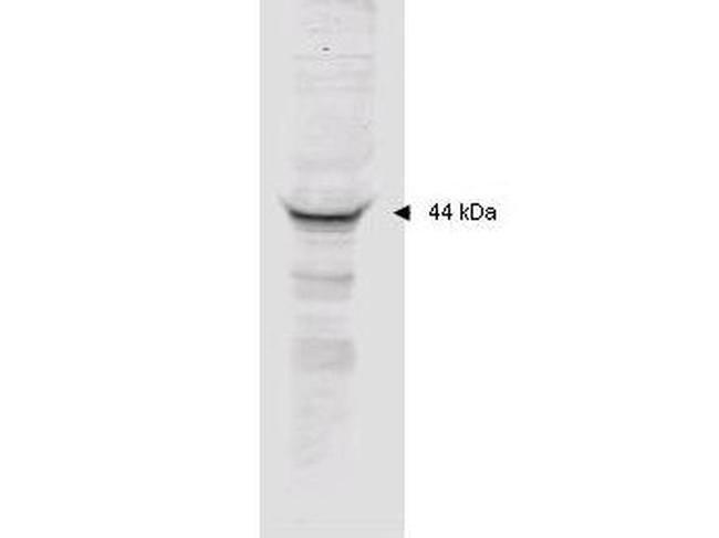 MAPKAP Kinase 2 Antibody in Western Blot (WB)