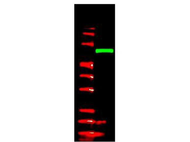 V5 Epitope Tag Antibody in Western Blot (WB)