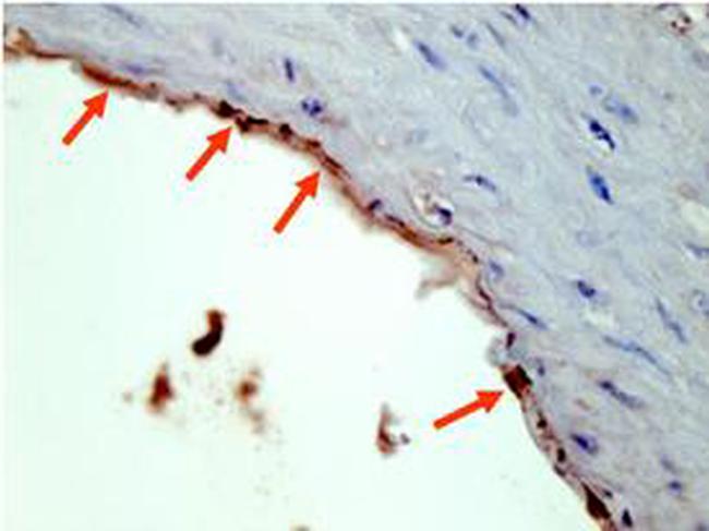 HA Epitope Tag Antibody in Immunohistochemistry (Paraffin) (IHC (P))