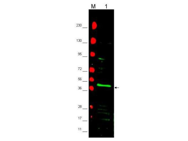 PPAR gamma 2 Antibody in Western Blot (WB)