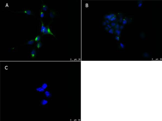 PPAR alpha Antibody in Immunocytochemistry (ICC/IF)