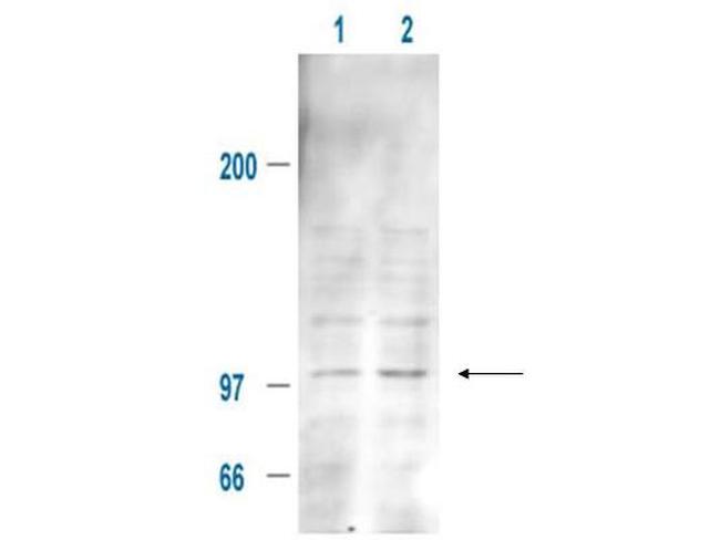 Phospho-Mdm2 (Ser185) Antibody in Western Blot (WB)