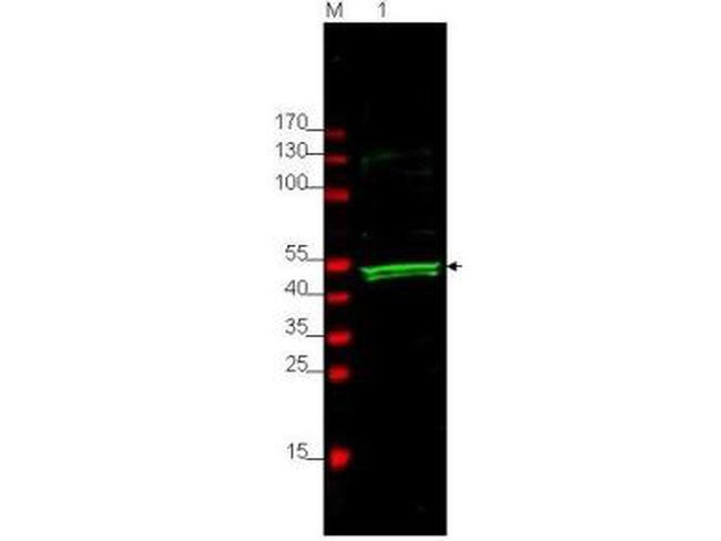 GSK3 alpha Antibody in Western Blot (WB)