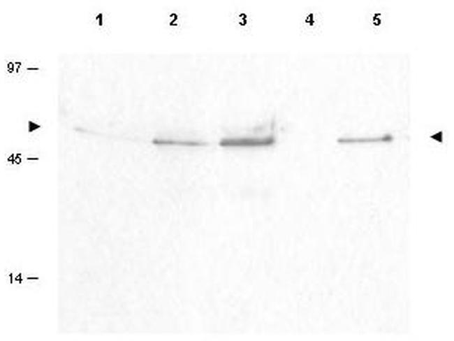 Phospho-Cyclin B1 (Ser126) Antibody in Western Blot (WB)