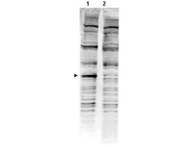 PACRG Antibody in Western Blot (WB)