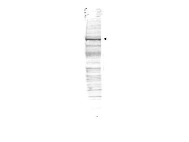 CDC27 Antibody in Western Blot (WB)