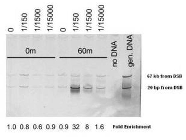 Mre11 Antibody in ChIP Assay (ChIP)