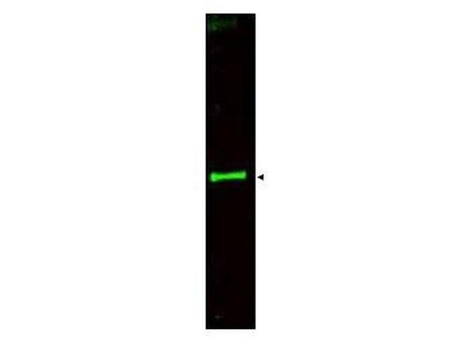 SLIT3 Antibody in Western Blot (WB)