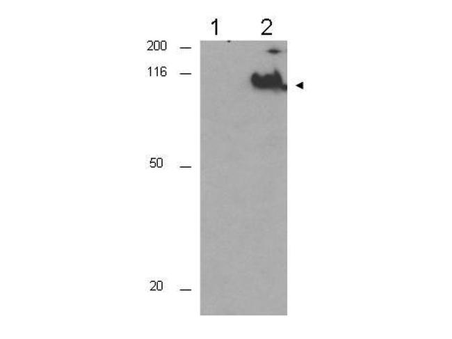 Phospho-CDC27 (Thr244) Antibody in Western Blot (WB)