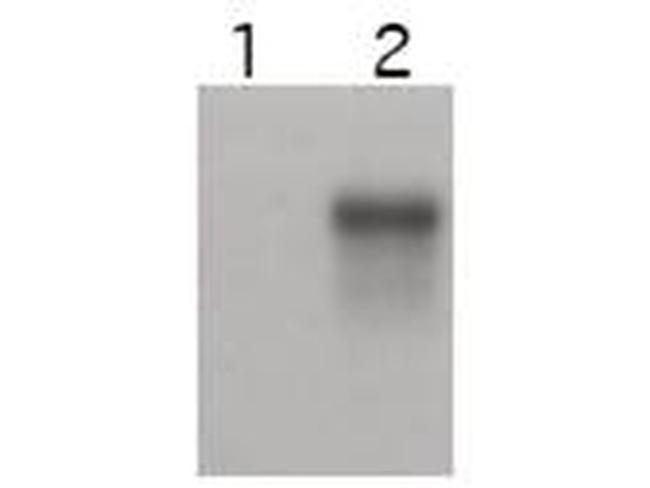 Cyclin E2 Antibody in Western Blot (WB)