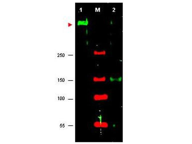 ATR Antibody in Western Blot (WB)