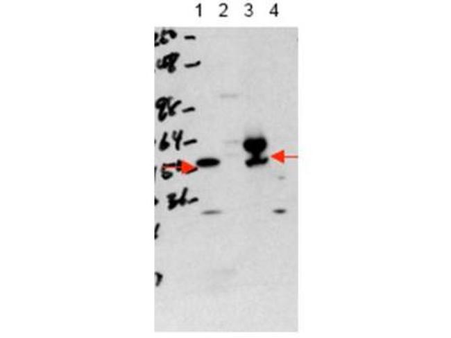 THRA Antibody in Western Blot (WB)