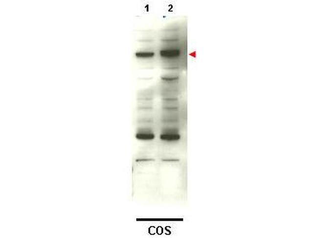 SMAD4 Antibody in Western Blot (WB)