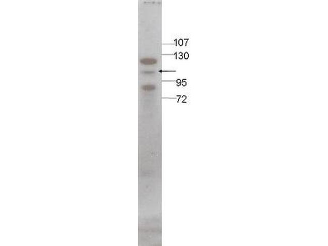 Stat5 Antibody in Western Blot (WB)