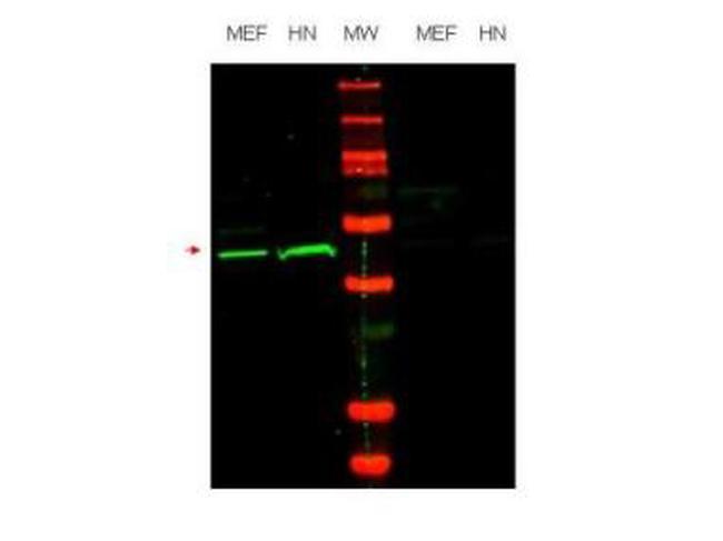 Oct-4 Antibody in Western Blot (WB)