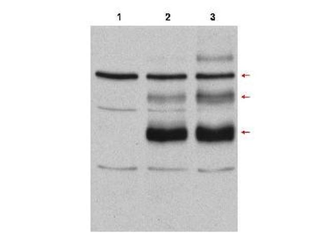 c-Myb Antibody in Western Blot (WB)