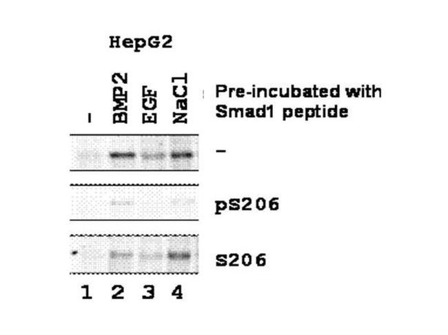 Phospho-SMAD1 (Ser206) Antibody in Western Blot (WB)