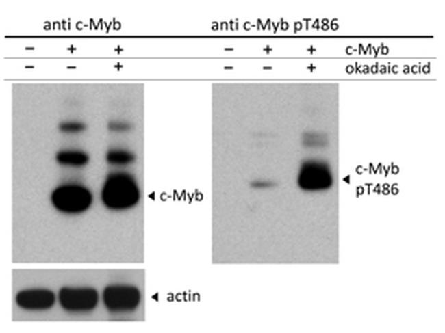 Phospho-C-Myb (Thr486) Antibody in Western Blot (WB)