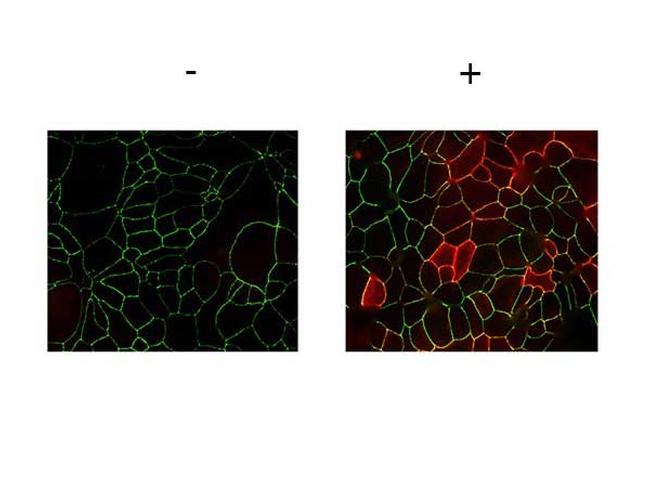 Phospho-JAM A (Tyr280) Antibody in Immunocytochemistry (ICC/IF)