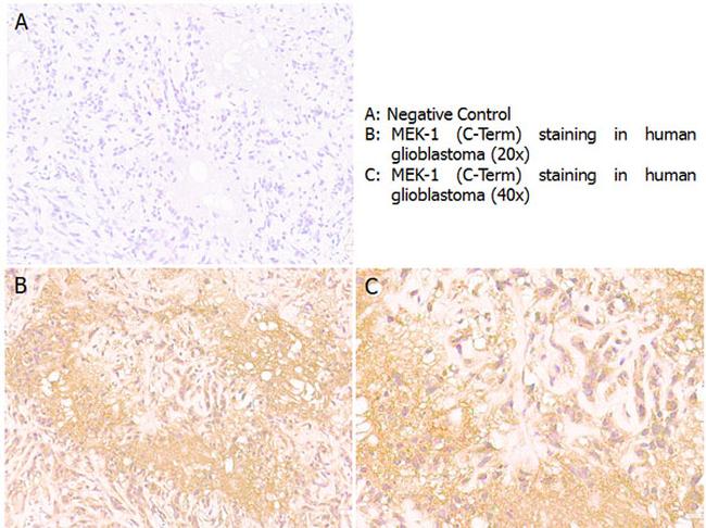 MEK1 C-Term Antibody in Immunohistochemistry (Paraffin) (IHC (P))