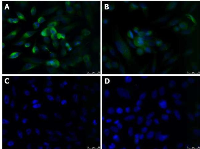 KLF4 Antibody in Immunocytochemistry (ICC/IF)