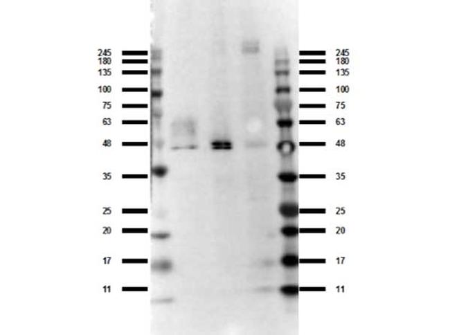 Ffar4 Antibody in Western Blot (WB)