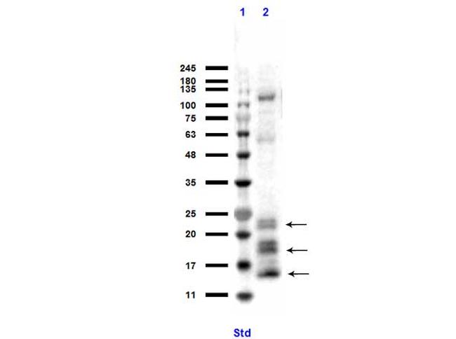 Ngp Antibody in Western Blot (WB)