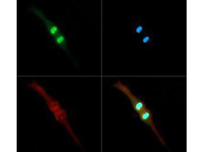 H3K4me2T3ph Antibody in Immunocytochemistry (ICC/IF)