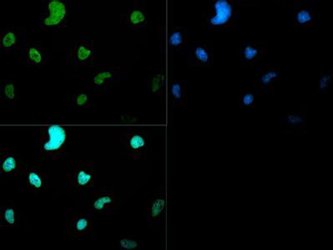 H3K4me2 Antibody in Immunohistochemistry (PFA fixed) (IHC (PFA))