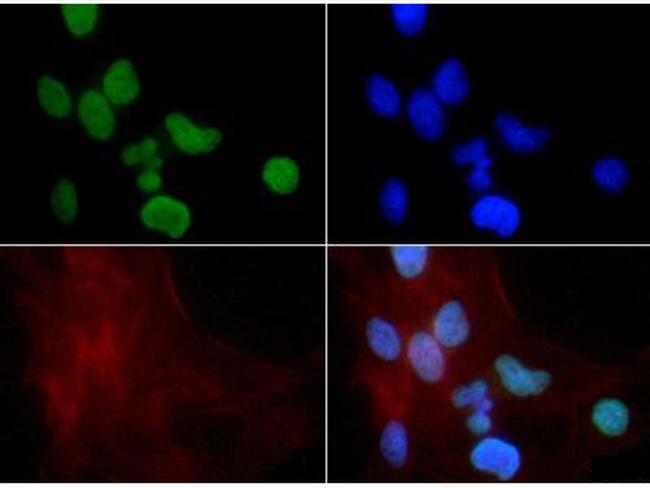 H3K9me1 Antibody in Immunocytochemistry (ICC/IF)