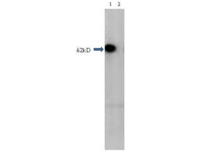 HDAC1 (near C-terminus) Antibody in Western Blot (WB)