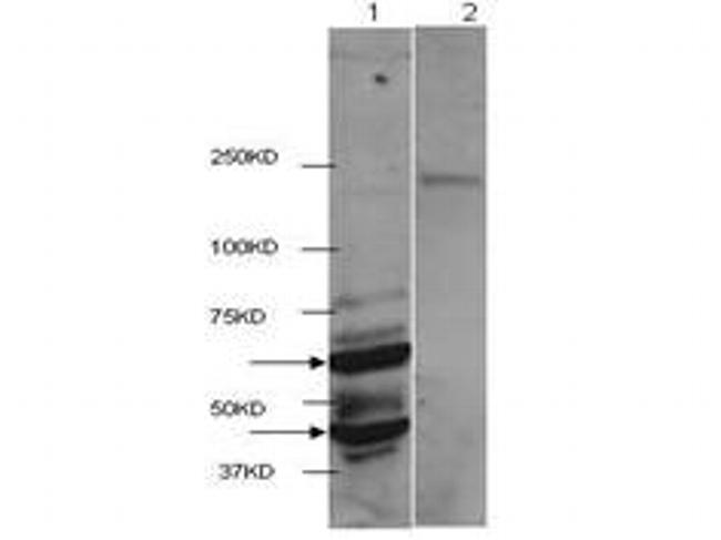 HDAC2 (near C-terminus) Antibody in Western Blot (WB)