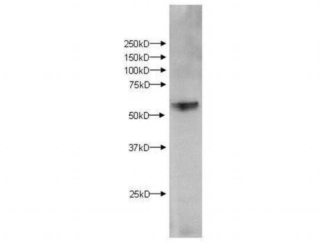 Kmo Antibody in Western Blot (WB)