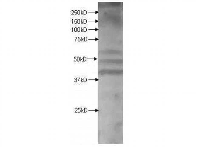 Kmo Antibody in Western Blot (WB)