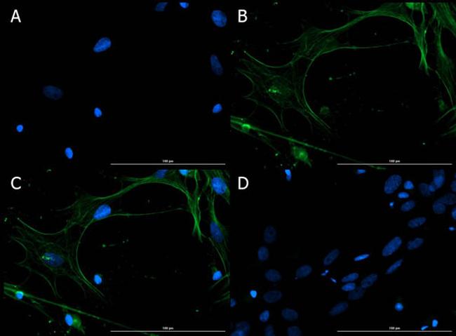 Connexin 43 Antibody in Immunocytochemistry (ICC/IF)