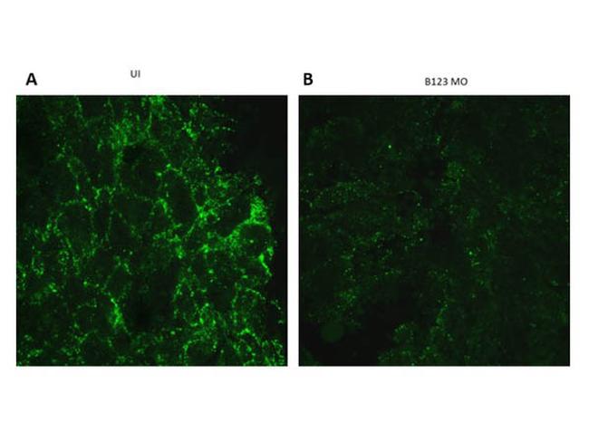 Ephrin B1, B2, B3 Antibody in Immunocytochemistry (ICC/IF)