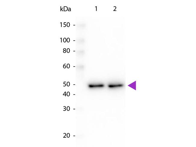 DYKDDDDK Antibody in Western Blot (WB)