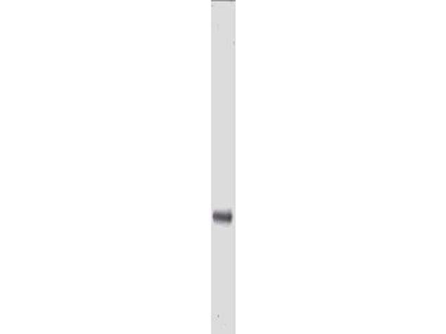 MYC Epitope Tag Antibody in Western Blot (WB)