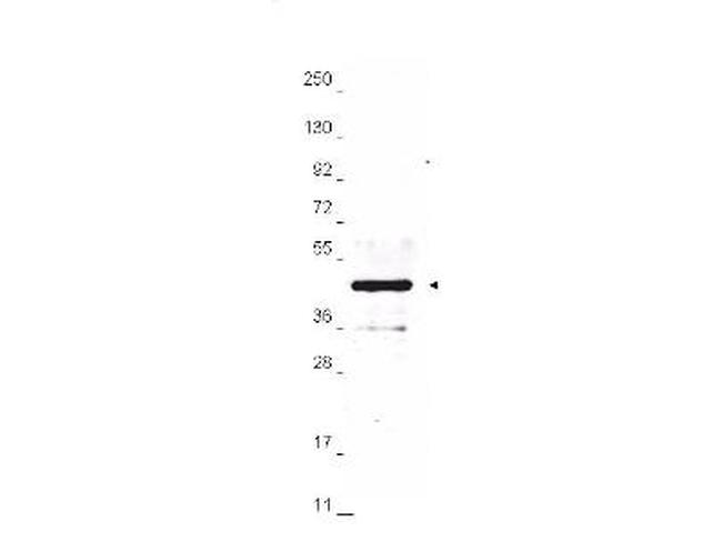 HA Epitope Tag Antibody in Western Blot (WB)