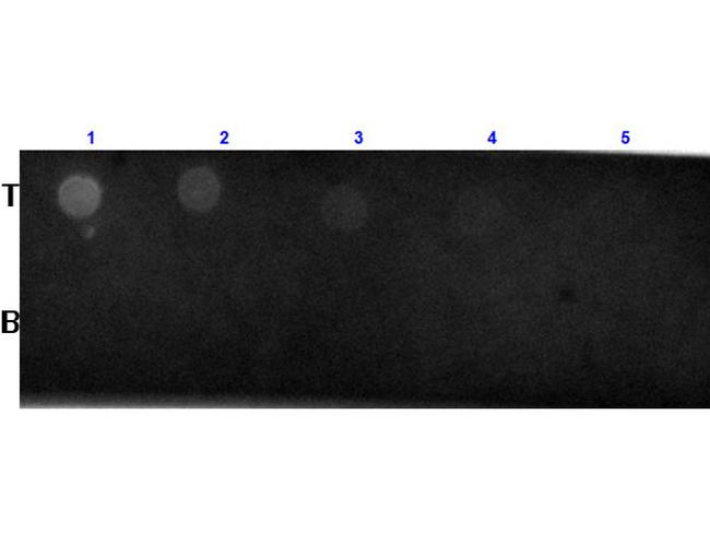 Biotin Antibody in Dot Blot (DB)