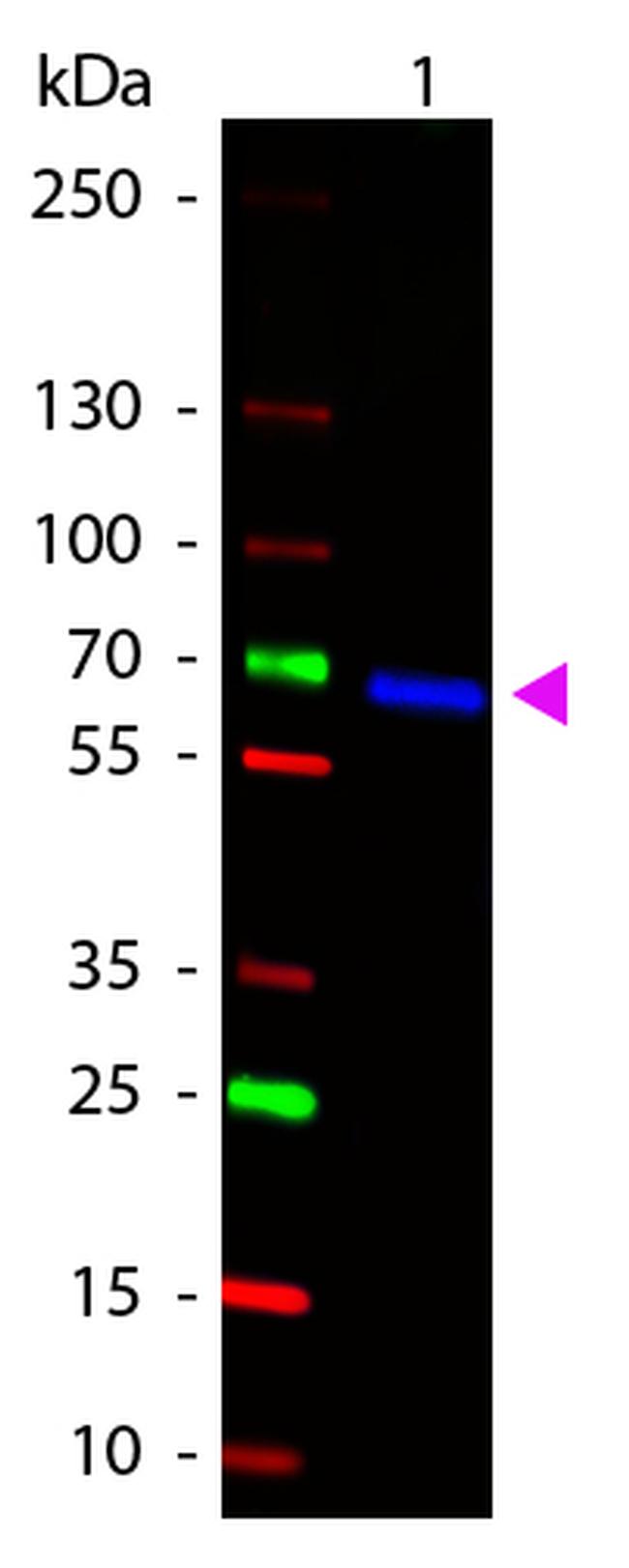 HA Epitope Tag Antibody in Western Blot (WB)