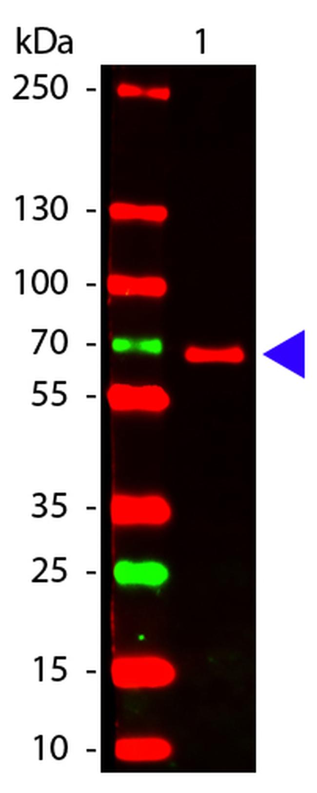 HA Epitope Tag Antibody in Western Blot (WB)