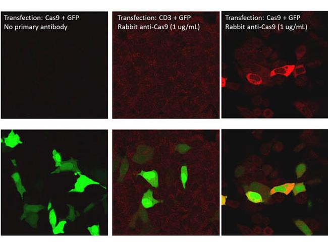 Cas 9 Antibody in Immunocytochemistry (ICC/IF)