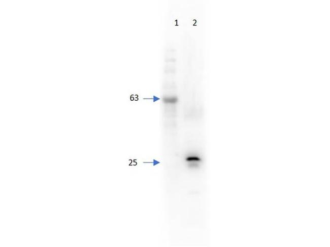 RFP Antibody in Western Blot (WB)