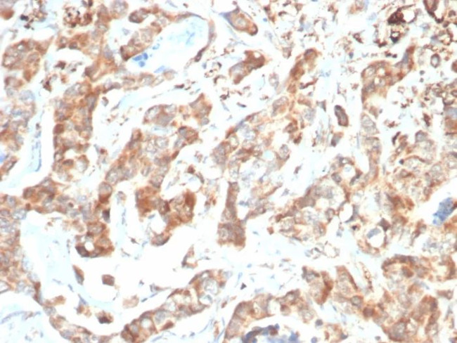 CD269/TNFRSF17/BCMA (B-Cell Maturation Protein) Antibody in Immunohistochemistry (Paraffin) (IHC (P))