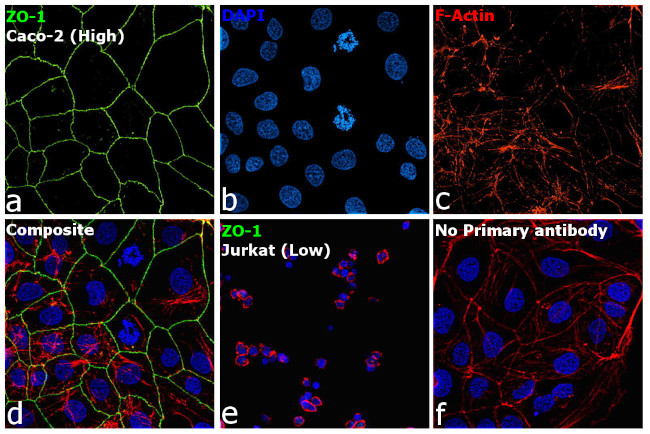 ZO-1 Antibody in Immunocytochemistry (ICC/IF)