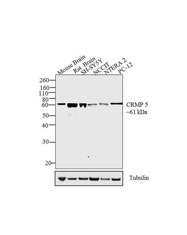 Rat IgG (H+L) Secondary Antibody in Western Blot (WB)