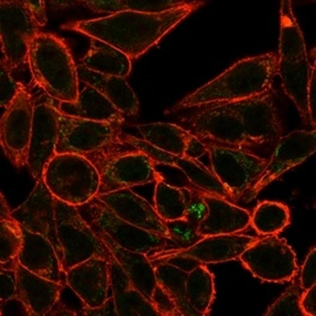 RXRG/NR2B3 (Transcription Factor) Antibody in Immunocytochemistry (ICC/IF)