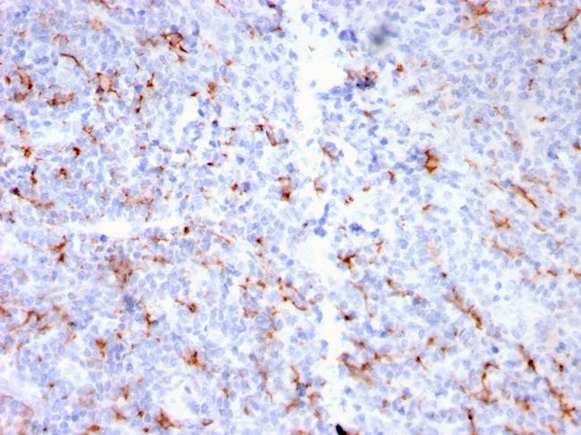 S100A9 + Calprotectin (S100A8/A9 Complex) Antibody in Immunohistochemistry (Paraffin) (IHC (P))