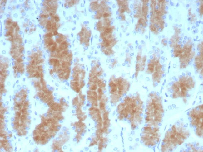 CEACAM1 (CEA Cell Adhesion Molecule 1) Antibody in Immunohistochemistry (Paraffin) (IHC (P))